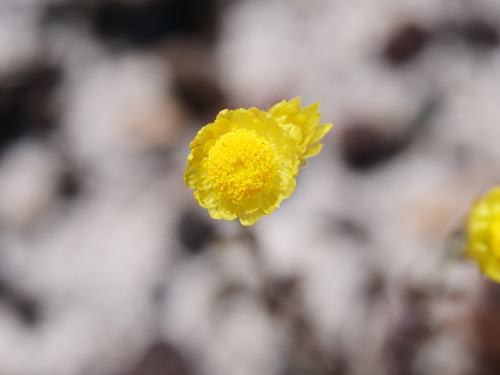Rhodanthe citrina observed 2026-10-21