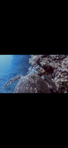 Eretmochelys imbricata observed 2026-10-23
