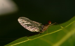 Serratella ignita