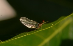 Serratella ignita