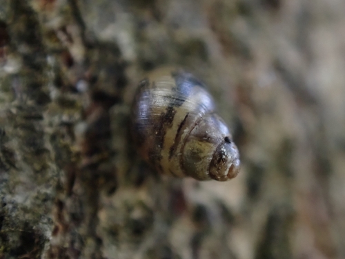 Lamellidea observed 2026-10-23