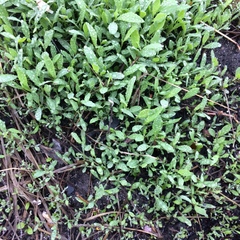 Polygonum aviculare