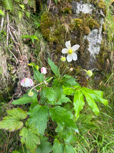 Eriocapitella japonica observed 2026-10-22