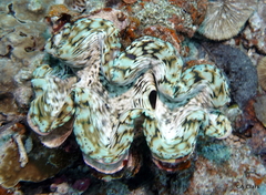 Tridacninae