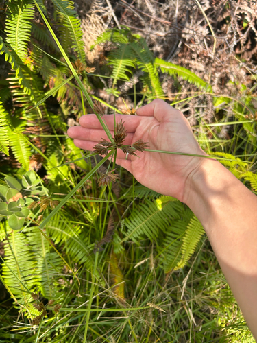Cyperus polystachyos observed 2026-10-22