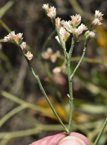 Limonium solanderi observed 2026-08-20