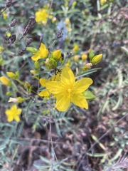 Hypericum concinnum