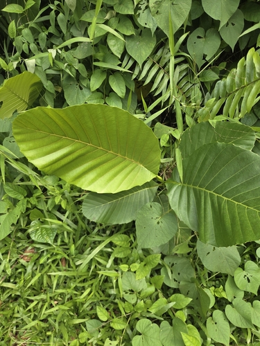 Dillenia observed 2026-10-23