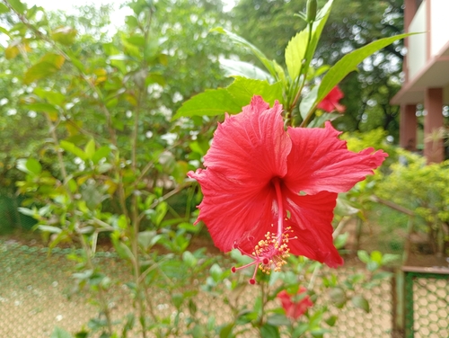 Hibiscus schizopetalus observed 2026-10-23