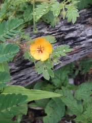 Kallstroemia tribuloides