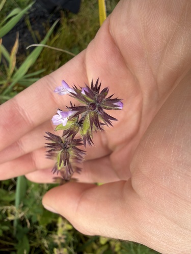 Stachys arvensis observed 2026-10-23