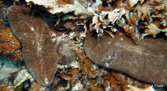 Ctenactis