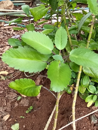 Kalanchoe pinnata observed 2026-10-23