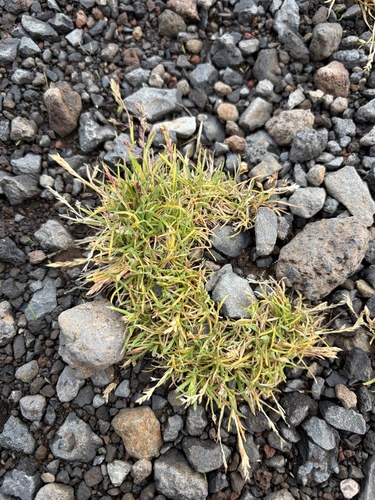 Poa annua observed 2026-10-22