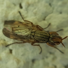 Dorycera graminum