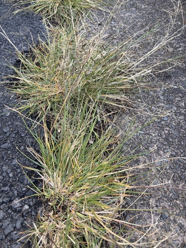 Eragrostis, 2026-10-22