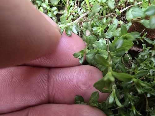 Anaphalioides bellidioides observed 2026-10-21