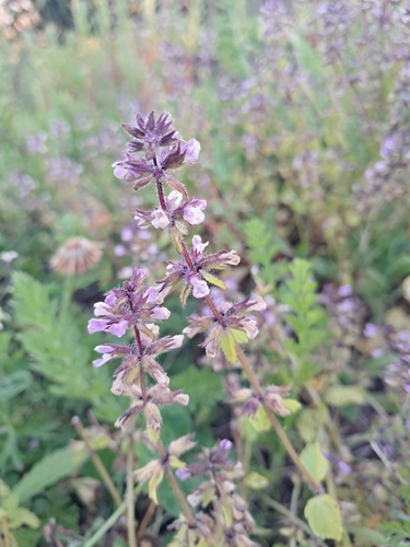 Stachys arvensis observed 2026-10-23