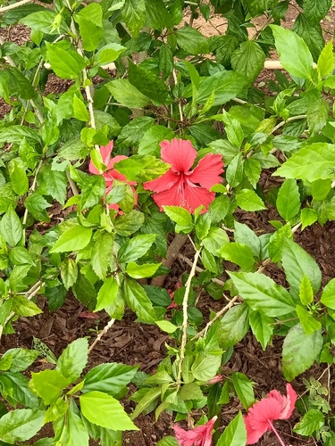 Hibiscus schizopetalus observed 2026-10-23