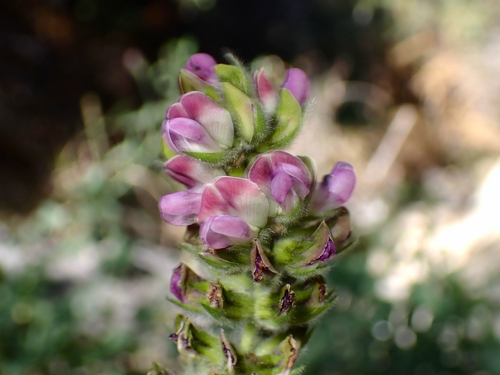 iNaturalist observation photo of large leatherroot