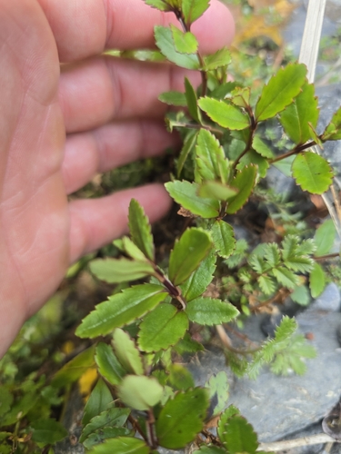 Veronica catarractae observed 2026-10-21