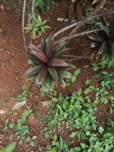 Cordyline fruticosa observed 2026-10-23