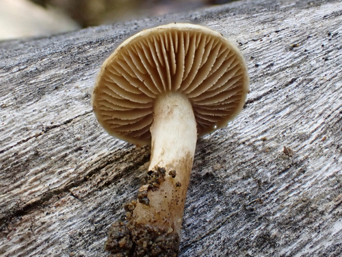 iNaturalist observation photo of Hymenogastraceae