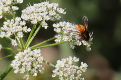 Ectophasia leucoptera
