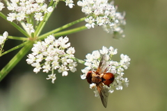 Ectophasia leucoptera