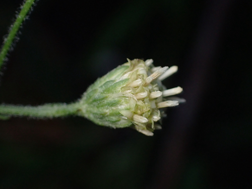 iNaturalist observation photo of Plummer's baccharis
