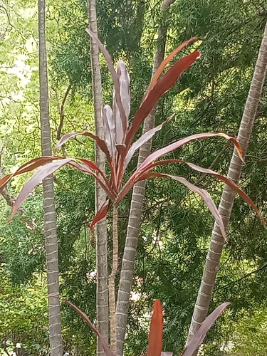 Cordyline fruticosa observed 2026-10-23