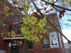 Acer platanoides
