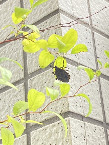 名前調べ中
