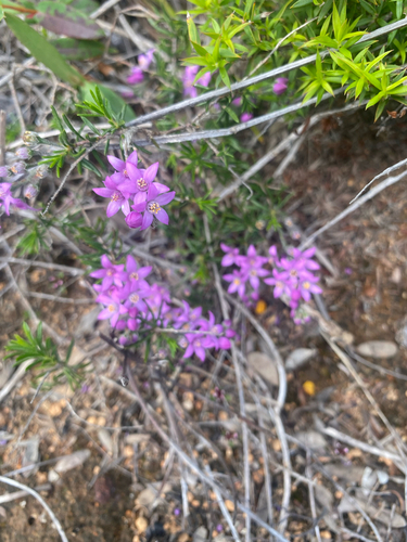 Philotheca spicata observed 2026-10-22
