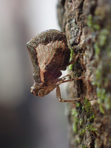 Cotylana angustifrons, 2026-10-23