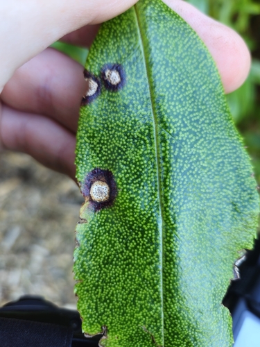 Septoria observed 2026-10-23