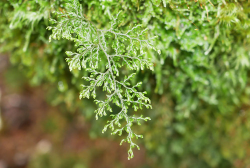 Hymenophyllum villosum observed 2026-10-17