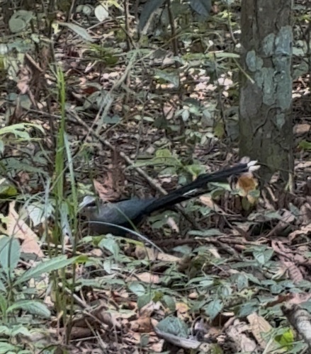 Rhopodytes tristis, 2026-10-23