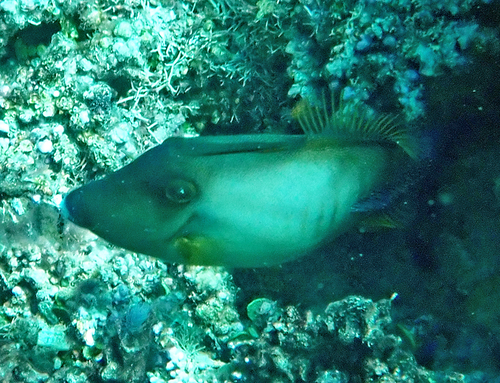 Amanses scopas observed 2026-10-22