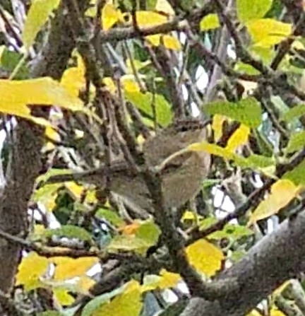 iNaturalist image