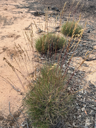 Triodia irritans observed 2026-10-17