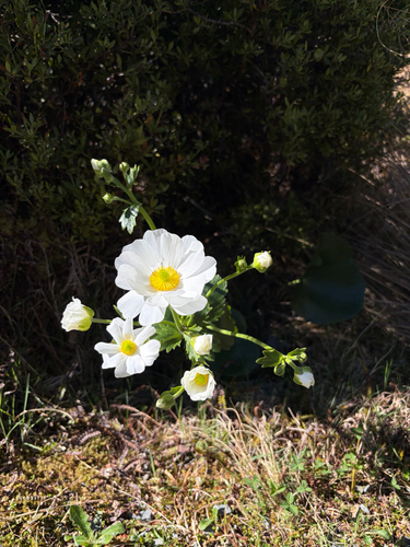 Ranunculus lyallii observed 2026-10-23