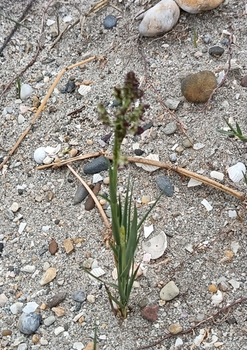 Agrostis stolonifera observed 2026-10-19