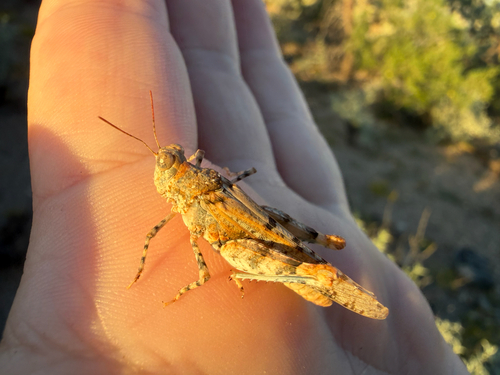 Cream Grasshopper