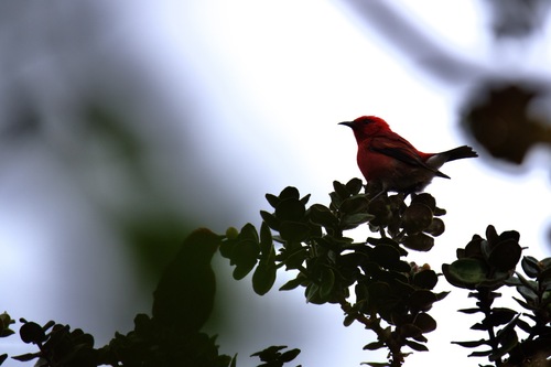 Himatione sanguinea, 2026-10-22