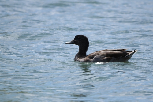 Anas platyrhynchos observed 2026-10-22