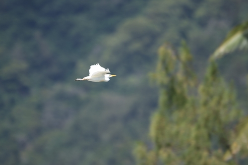 Bubulcus ibis observed 2026-10-22