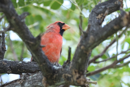 Cardinalis cardinalis observed 2026-10-22
