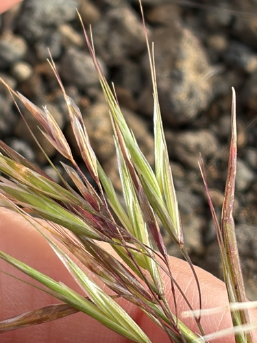 Bromus tectorum observed 2026-10-22