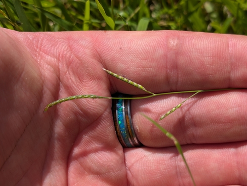 Eriochloa procera observed 2026-10-22